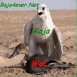 nsr fog albta